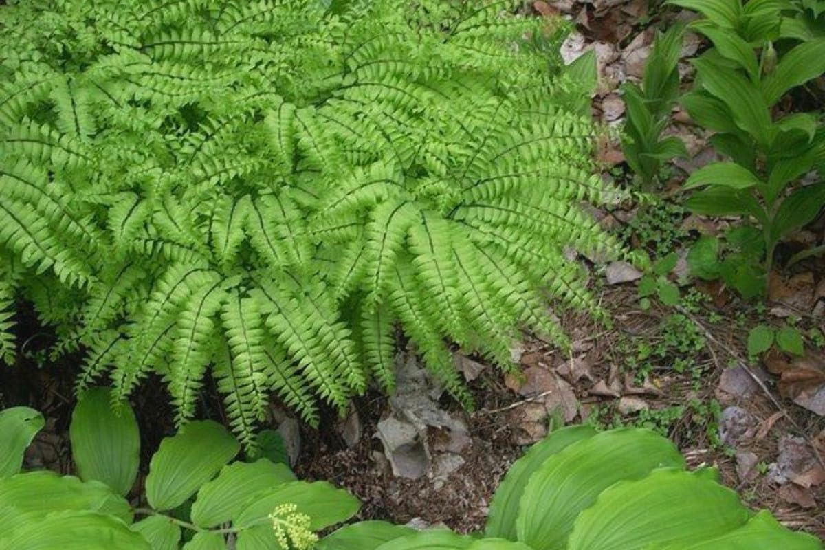 Live Maidenhair Fern Plant in 2.5 Inc Pot, Live Ground Cover Fern Plant for Growing
