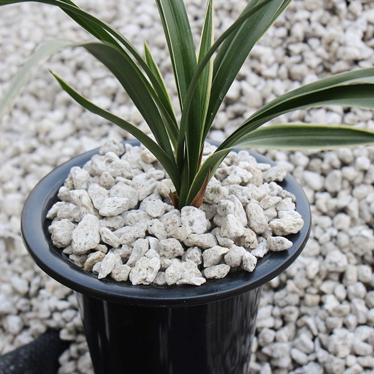 TOYPOPOR Horticultural Bonsai Pumice Succulent Cactus Plants Garden Turface Pumice Gravel Rock Tree Soil Additive Faster Draining Blend, Optimal Drainage, Improves Soil Aeration and Promotes Root 6lbs