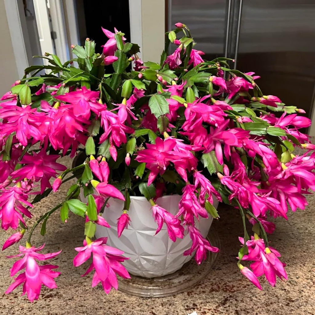 Christmas Cactus Plants Live, Thanksgiving Cactus Easter Cactus Like, 4-8 Inc Tall, Cold Hardy, Holiday Cactus for Indoor Outdoor Planting, Starter Size (Vibrant Pink)
