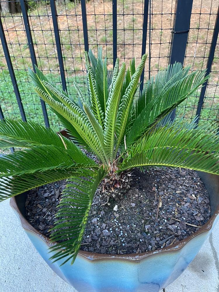 Gardenera SOGO Palm Potting Mix - Unlock Robust Growth and Striking Form with Our High-Performance Formula - 20 Quart