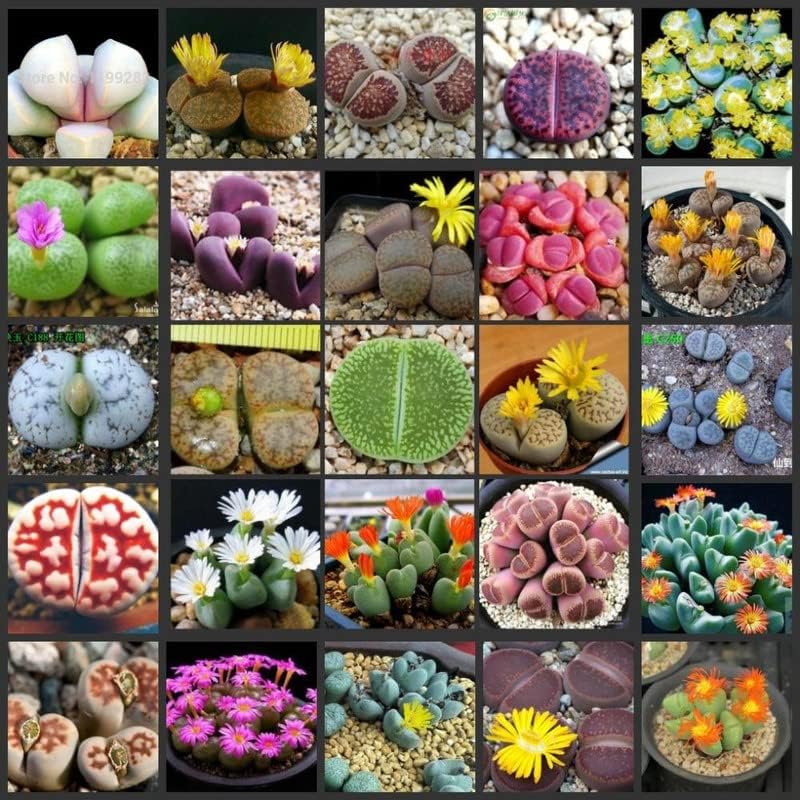 Succulent Lithops Live Plants, 20 Mixed Lithops Living Stones Succulents Planting, Ornament Flower Pot Planting Garden Gift