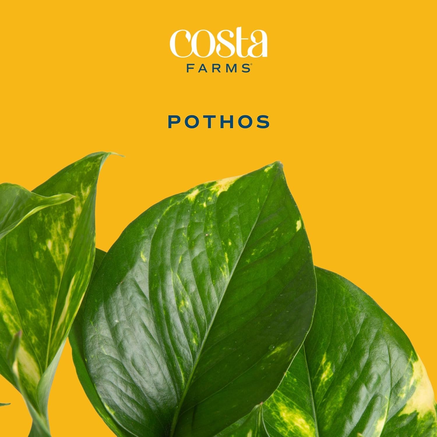 Costa Farms Pothos Plant, Easy to Grow Vining Live Indoor Plant, Air Purifying Trailing Houseplant in Planter Pot with Plant Stand, Housewarming Gift, Office, Room, and Home Decor, 1 Foot Tall