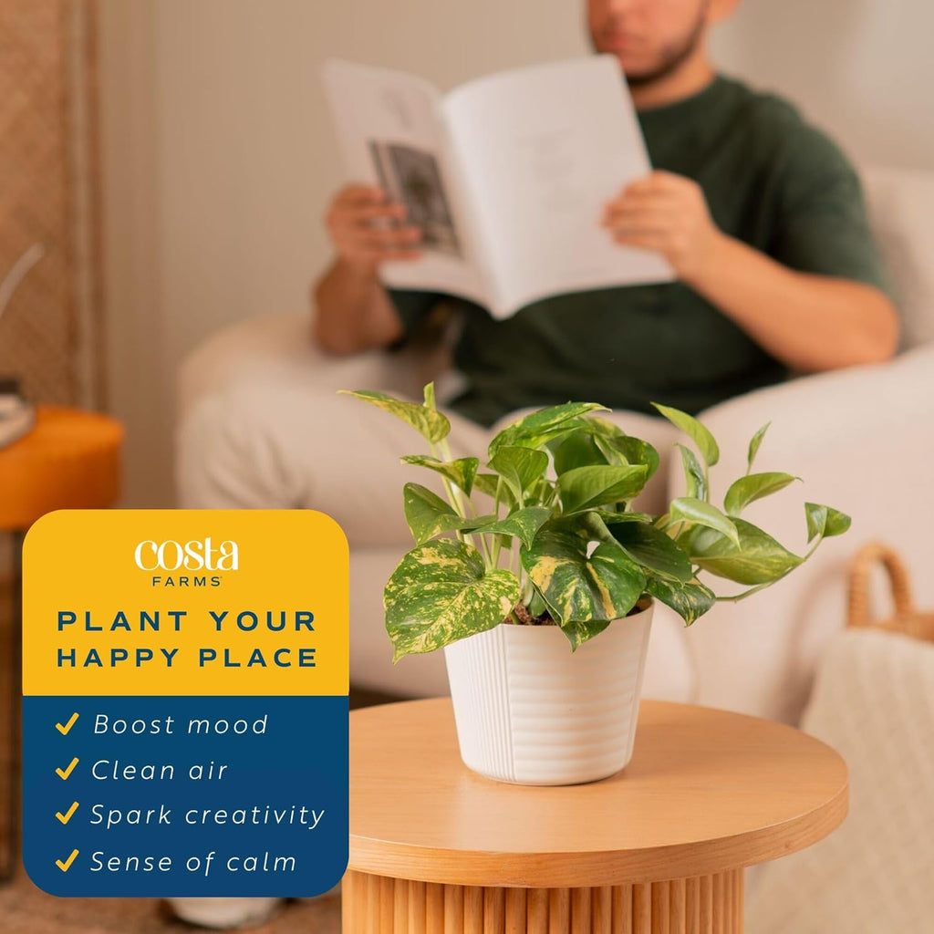 Costa Farms Live Pothos Plant, Easy Grow Vining & Trailing Air Purifying Houseplant in Garden Plant Pot, Housewarming Gift, Room, Home Decor, 10-12 Inches Tall