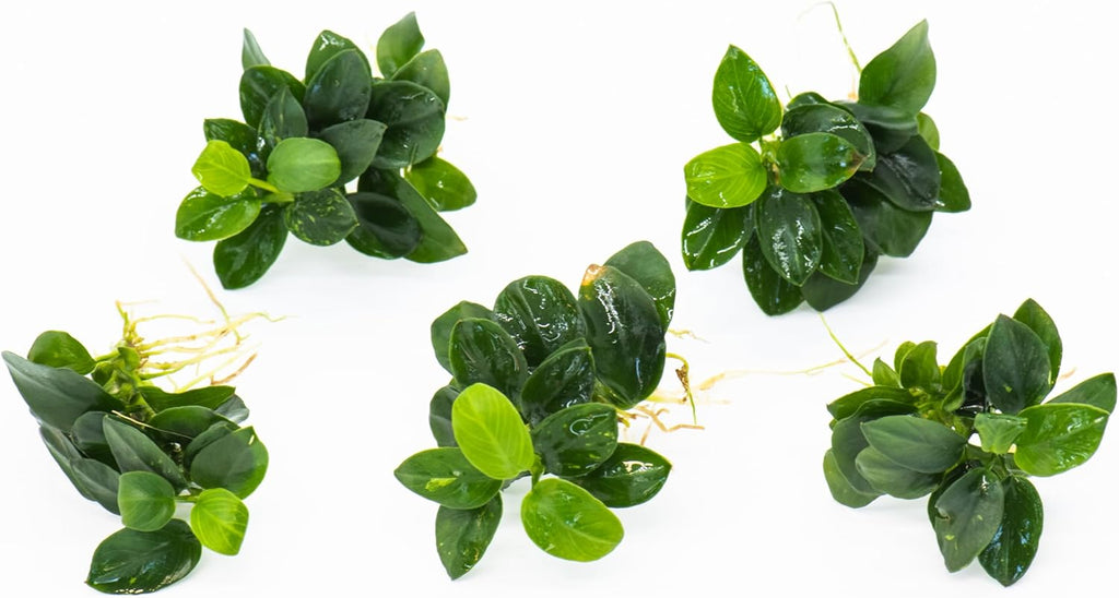 Anubias Nana Bonsai - Live Aquarium Plant, Perfect for Nano Tanks, Terrariums, Easy Maintenance, Freshwater Aquascaping (3)
