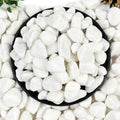10lb White River Rocks, 5/8 Inch Natural Pebbles for Indoor Plants, Snow White Decorative Stones, Ideal for Fish Tank, Vases, Crafting, Home Decor and Garden Landscaping Rocks