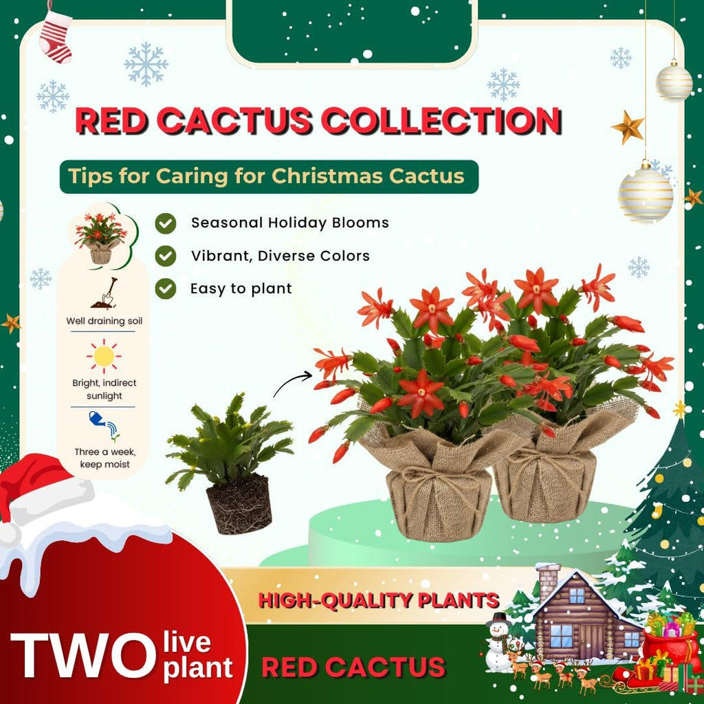 Set 2 Christmas Cactus Plants Live, Hanging Baskets Houseplants, Holiday Cactus Indoor Plants Live Well-Rooted 4-9" Tall, No Pot (Red)