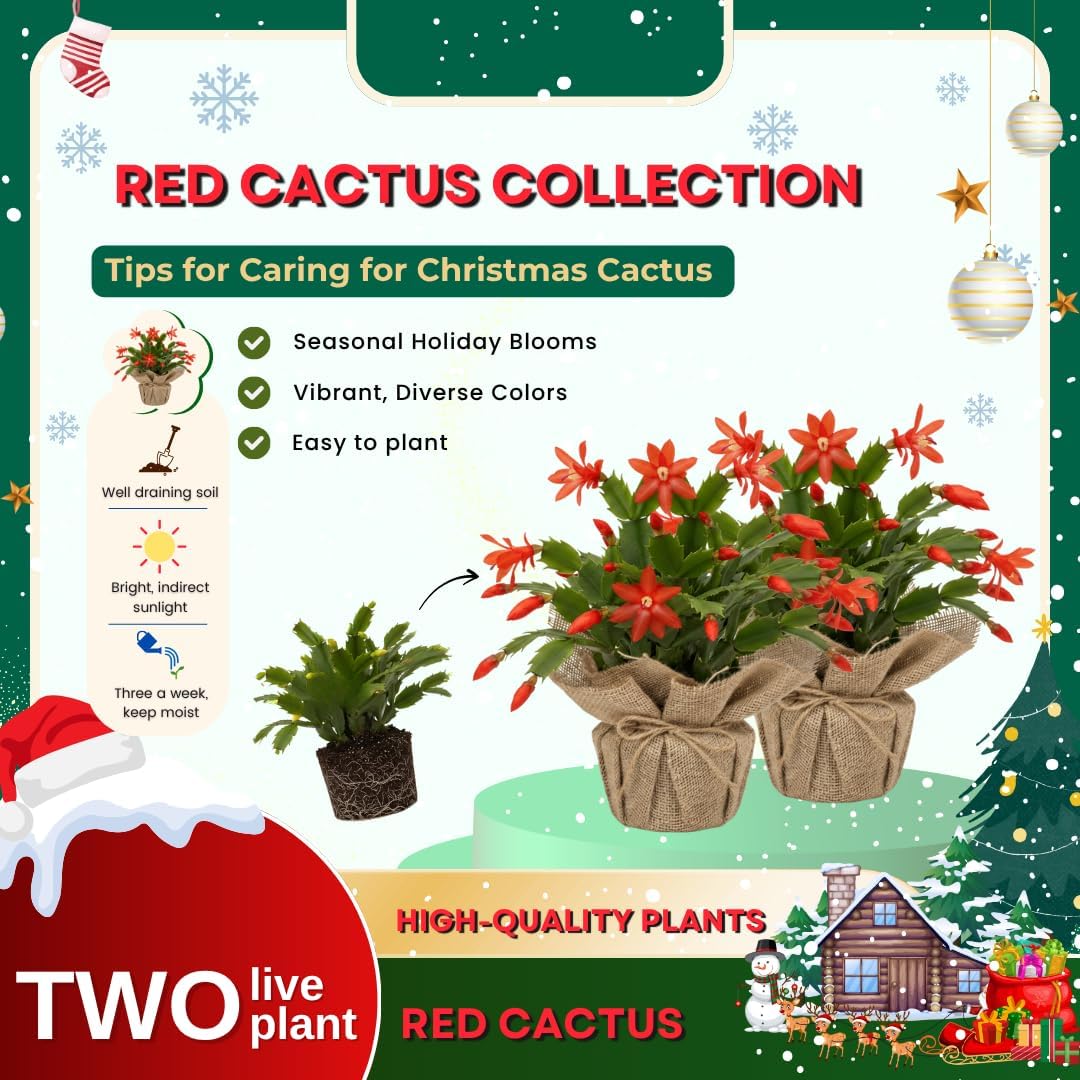 Set 2 Christmas Cactus Plants Live, Hanging Baskets Houseplants, Holiday Cactus Indoor Plants Live Well-Rooted 4-9" Tall, No Pot (Red)