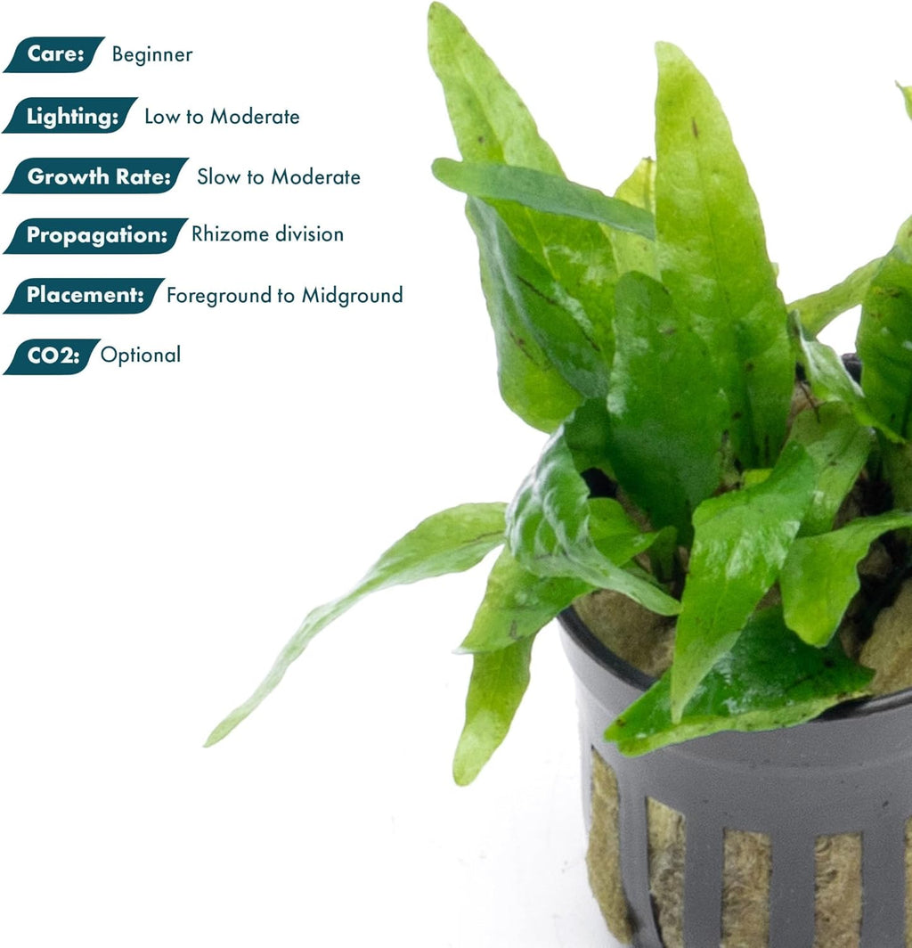 SubstrateSource Java Fern Live Aquarium Plants - Potted Freshwater Plant for Fish Tanks - Beginner Friendly, Low Light (Narrow Mini, 1 Pot)