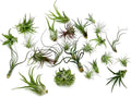 ragnaroc Air Plants Bulk - Tillandsia Variety Wholesale Pack, Regular 1-3" - 25ct - Live Arrival Guaranteed - House Plants for Home Decor & Gift