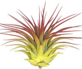 Rainbow Tillandsia Air Plant, Tillandsia Air Plant, Airplant, Air Purification, House Plant, Home Decor & Gift, Live Plant, Healthy Arrival Guarantee (Yellow/Red)