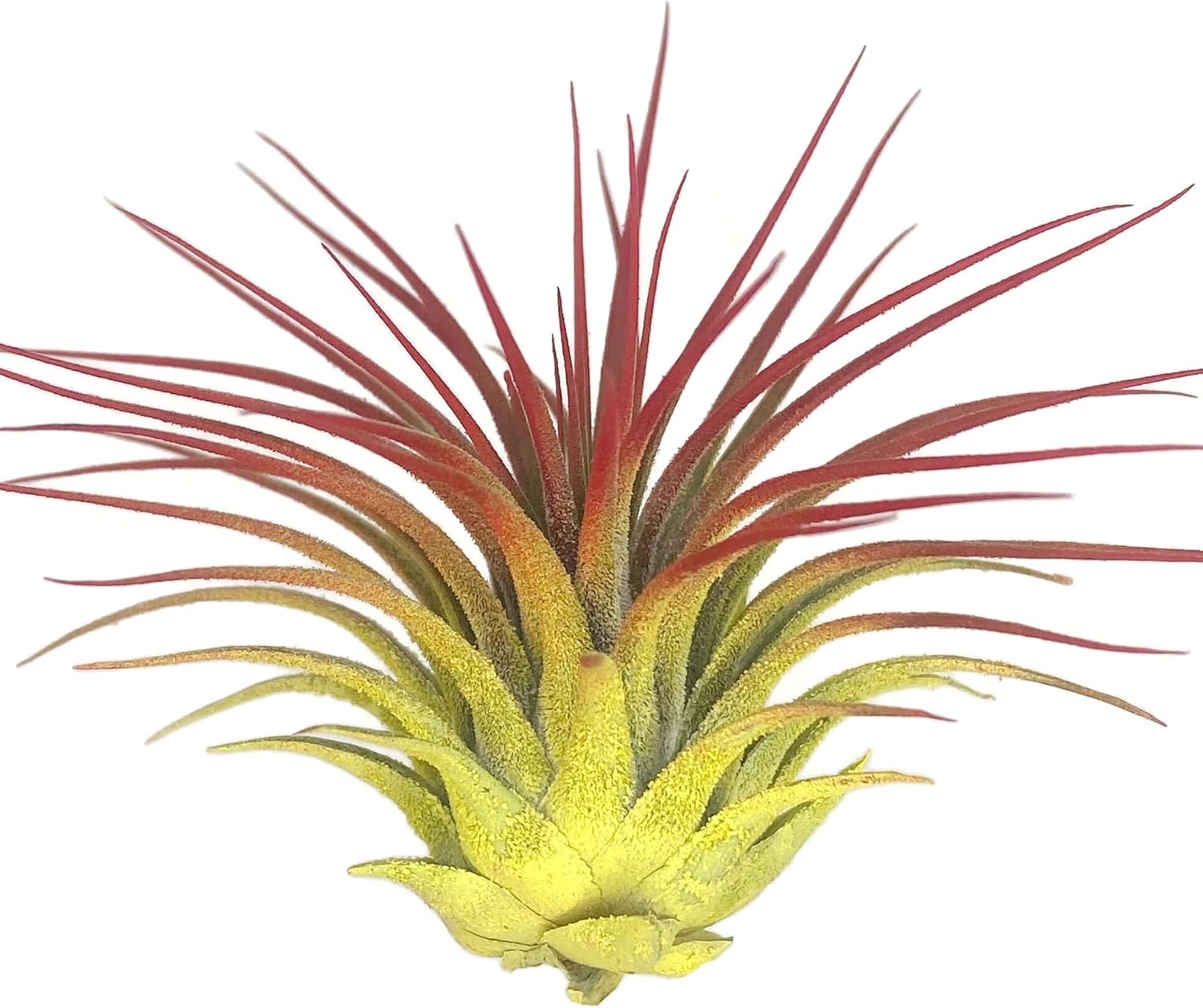 Rainbow Tillandsia Air Plant, Tillandsia Air Plant, Airplant, Air Purification, House Plant, Home Decor & Gift, Live Plant, Healthy Arrival Guarantee (Yellow/Red)