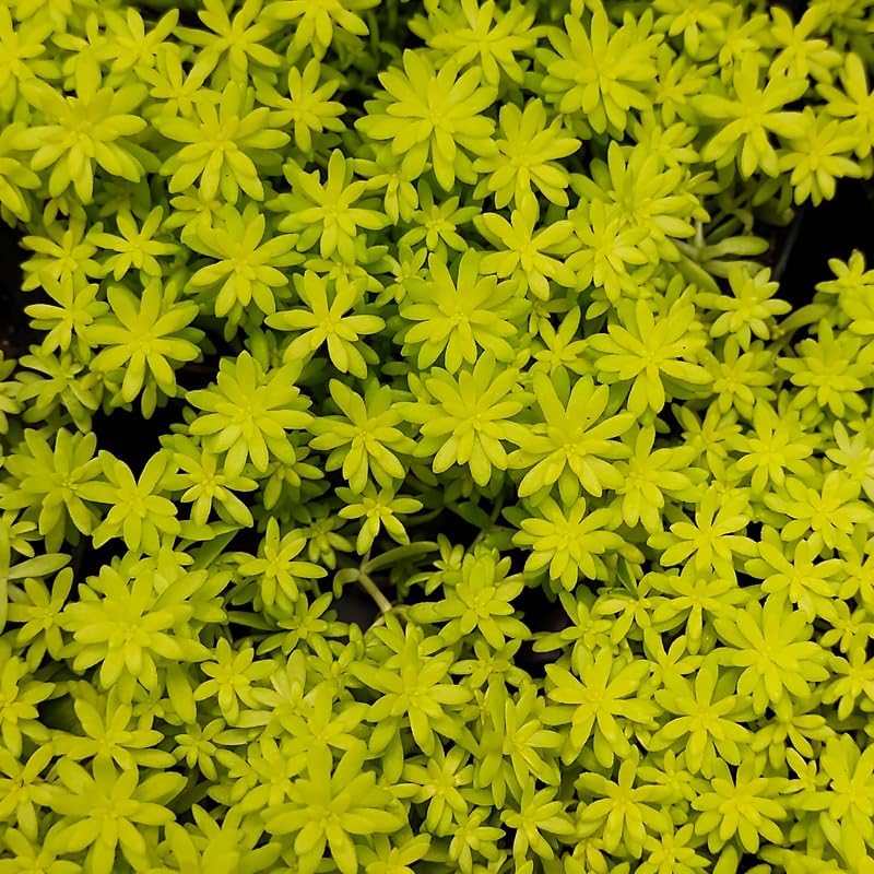 Yellow Sedum Plant, Stonecrop Rare Succulent, Sedum Succulents Plants Live in 4" Pot