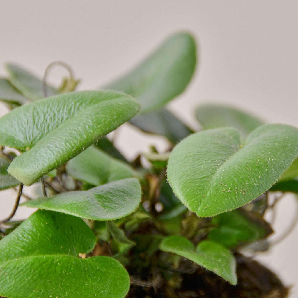 Heart Fern Live Plant for Indoor | Different Houseplants in 4'' & 6'' Pot | Real House Plant for Living Room, Office, Desk & Bathroom | Hemionitis Arifolia