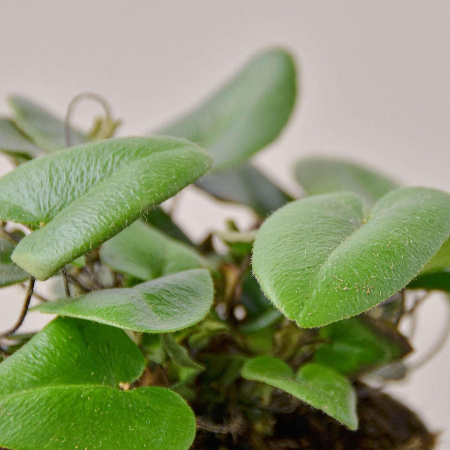 Heart Fern Live Plant for Indoor | Different Houseplants in 4'' & 6'' Pot | Real House Plant for Living Room, Office, Desk & Bathroom | Hemionitis Arifolia