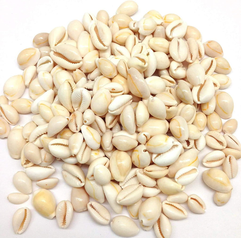 PEPPERLONELY White Ring Top Cowrie Sea Shells, 8 OZ Approx, 1/2 Inch ~ 1 Inch