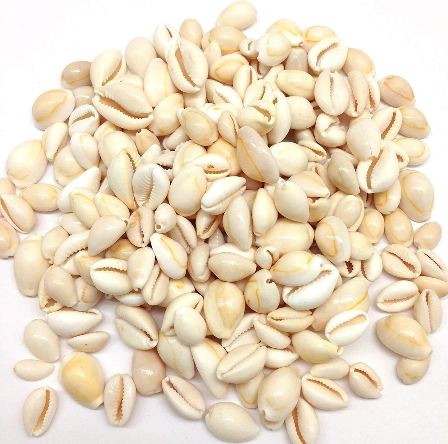 PEPPERLONELY White Ring Top Cowrie Sea Shells, 8 OZ Approx, 1/2 Inch ~ 1 Inch