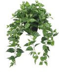 365 Blooming Decor Realistic Artificial Potted Pothos Ivy Plant(Devil's Ivy), Scindapsus Aureus, Premium Fake Plant for Home, Office Decor, 30" H x 22.8" W, //Weather-Resistant//Indoor&Outdoor