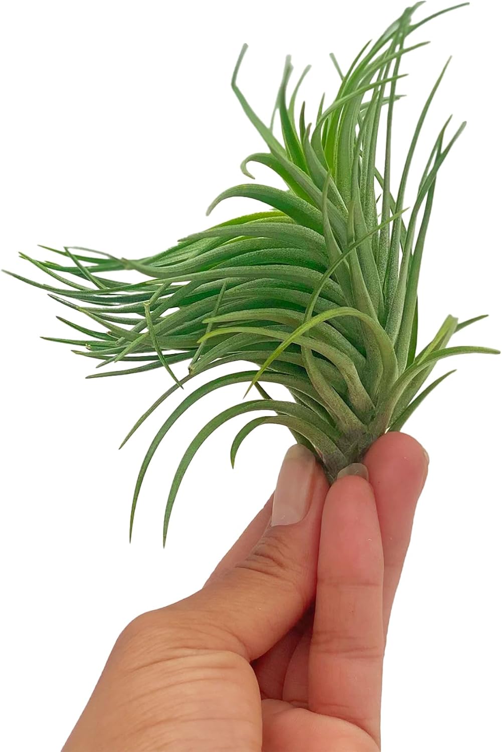 ragnaroc Air Plants - Flowering Tillandsia Pink Paske Large 5" - 2ct - Live Arrival Guaranteed - House Plants for Home Decor & Gift