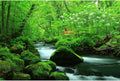 Stream Aquarium Background Jungle Plants Rainforest Fish Tank Background Lush Green Trees Rocks with Moss Terrarium Background Flowing Water Natural Landscape Aquarium Backdrops Vinyl 36x18in