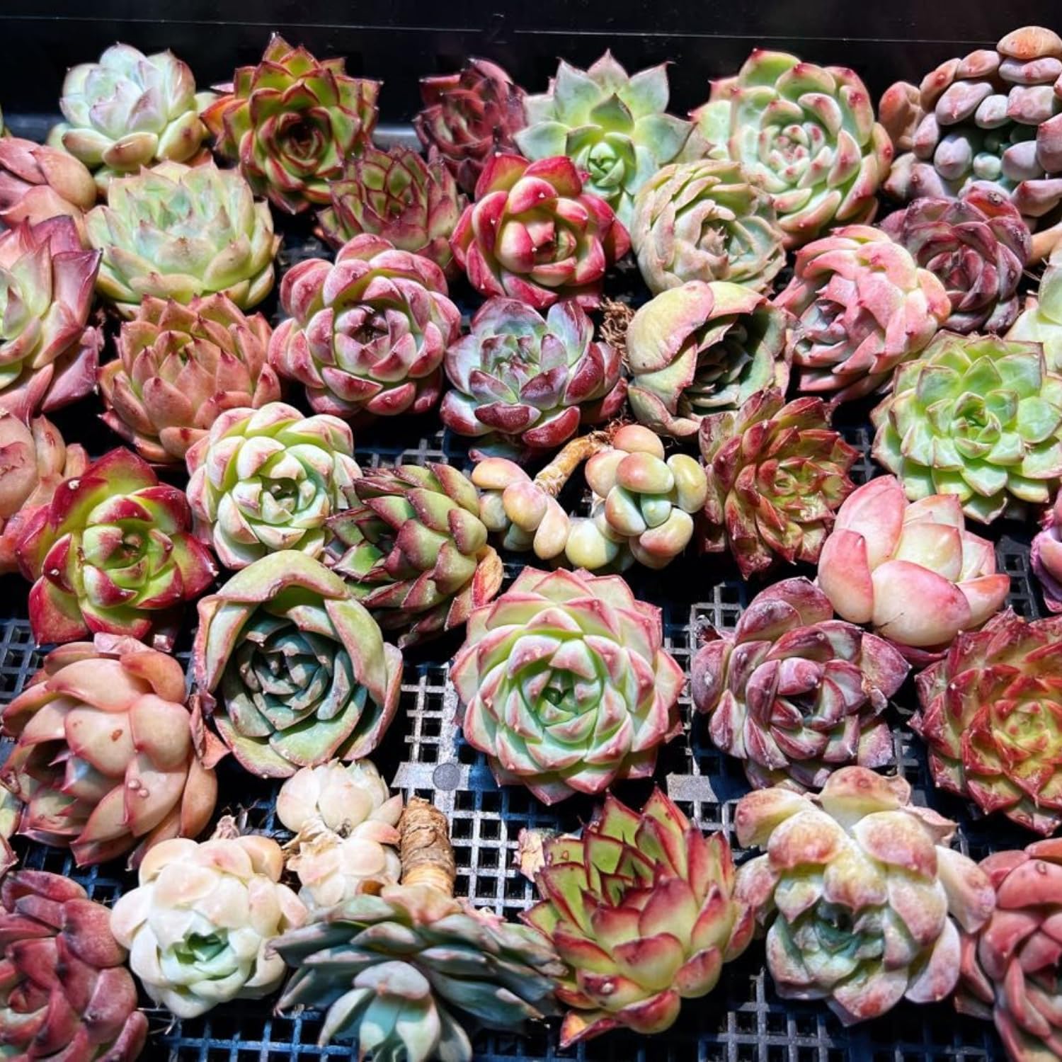 Echeveria Succulents Live Plants for Planting, Live Echeveria Succulents, Live Echeveria Plant, Live Echeveria Succulents, Blue Desert Rose Echeveria, 2.5 Inch Pot