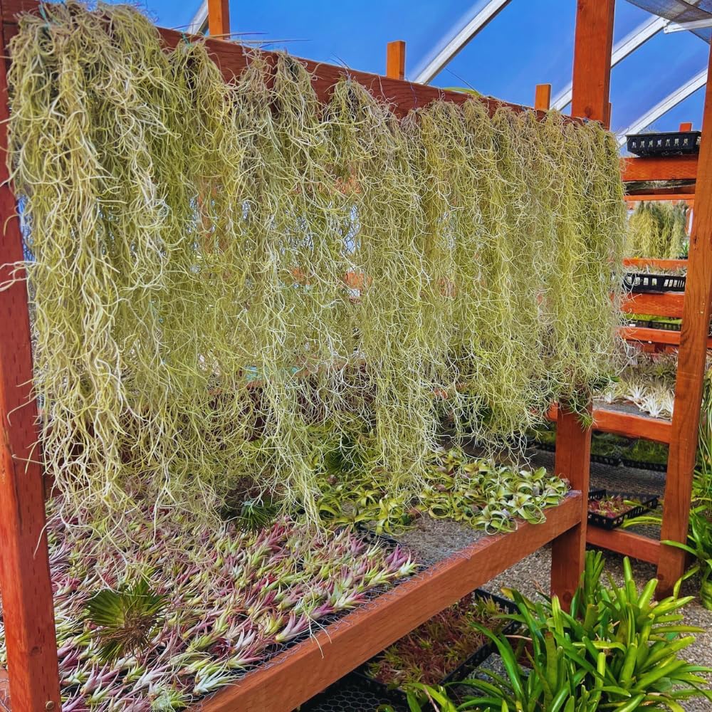 Spanish Moss Tillandsia Air Plants, Spanish Moss Plant Live, 1 to 2 Feet Long, Succulent Plants Live for Gardening Indoor Outdoor