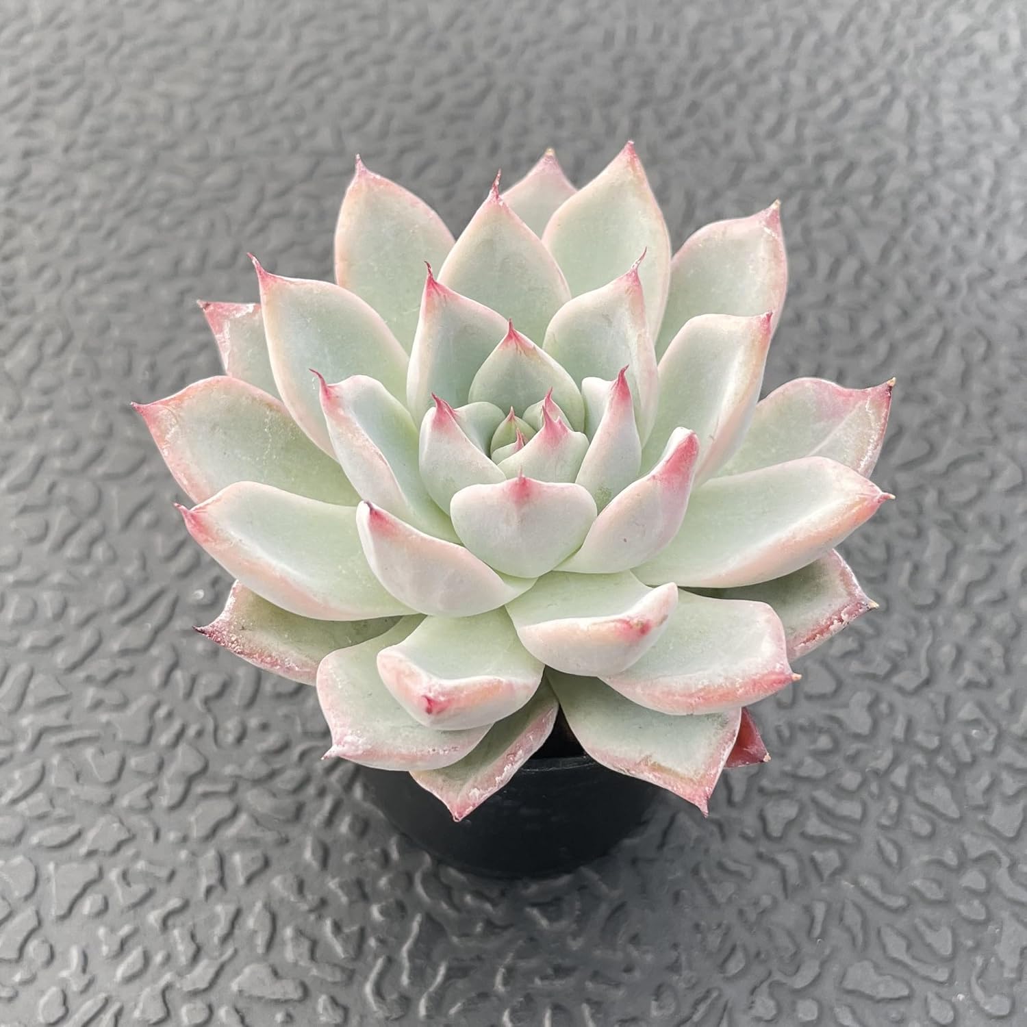 Sprout N Green Echeveria 'Aranjuez', 1 Live Succulent Plant Fully Rooted in 2" Pot, House Plant for Indoor Outdoor Home Office Wedding Decoration DIY Project Party Favor