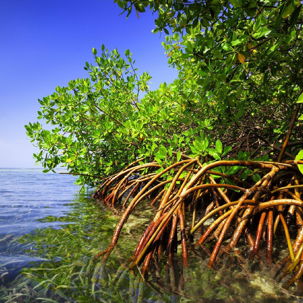 Generic AquaGardens | Red Mangrove - Live Plant (Large), Green
