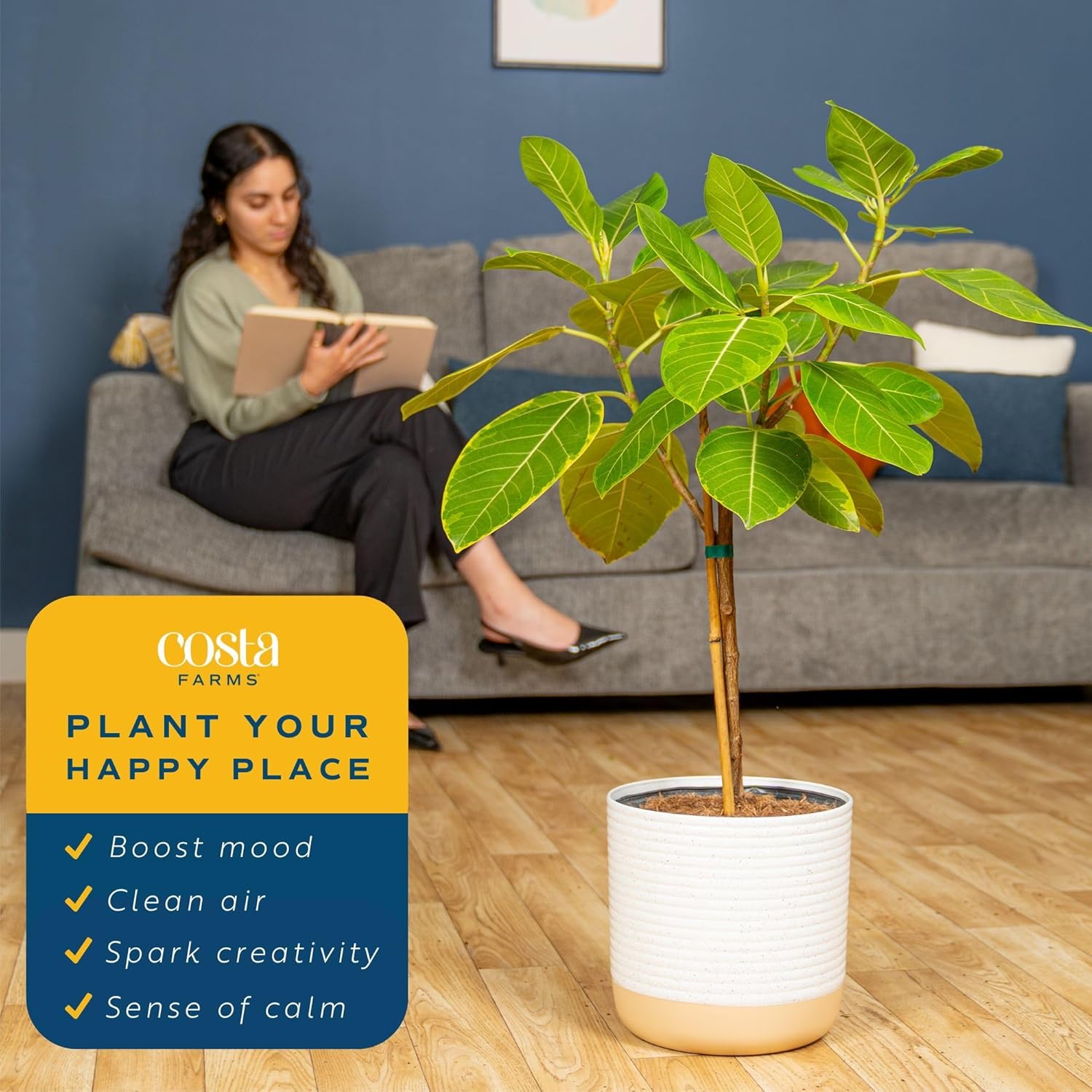 Costa Farms Ficus Audrey Tree Live Plants in Decorative Pot, Large Indoor Houseplant, Perfect for Home, Room, or Office Decor, Great House Warming or Birthday Gift, 3-4 Feet Tall, Pack of 2