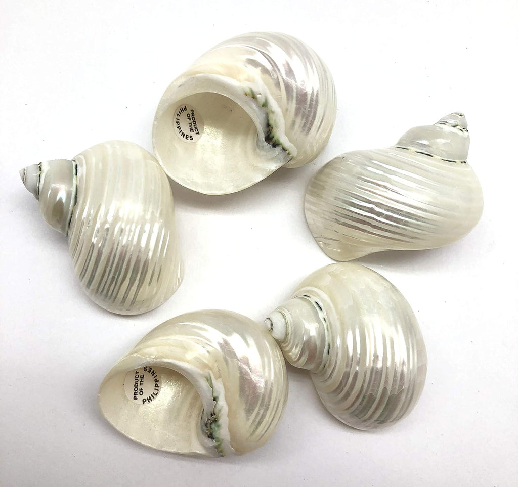 PEPPERLONELY 5PC Pearlized Silver Mouth Turbo, Hermit Crab Sea Shells, 1-1/2 Inch ~ 2 Inch