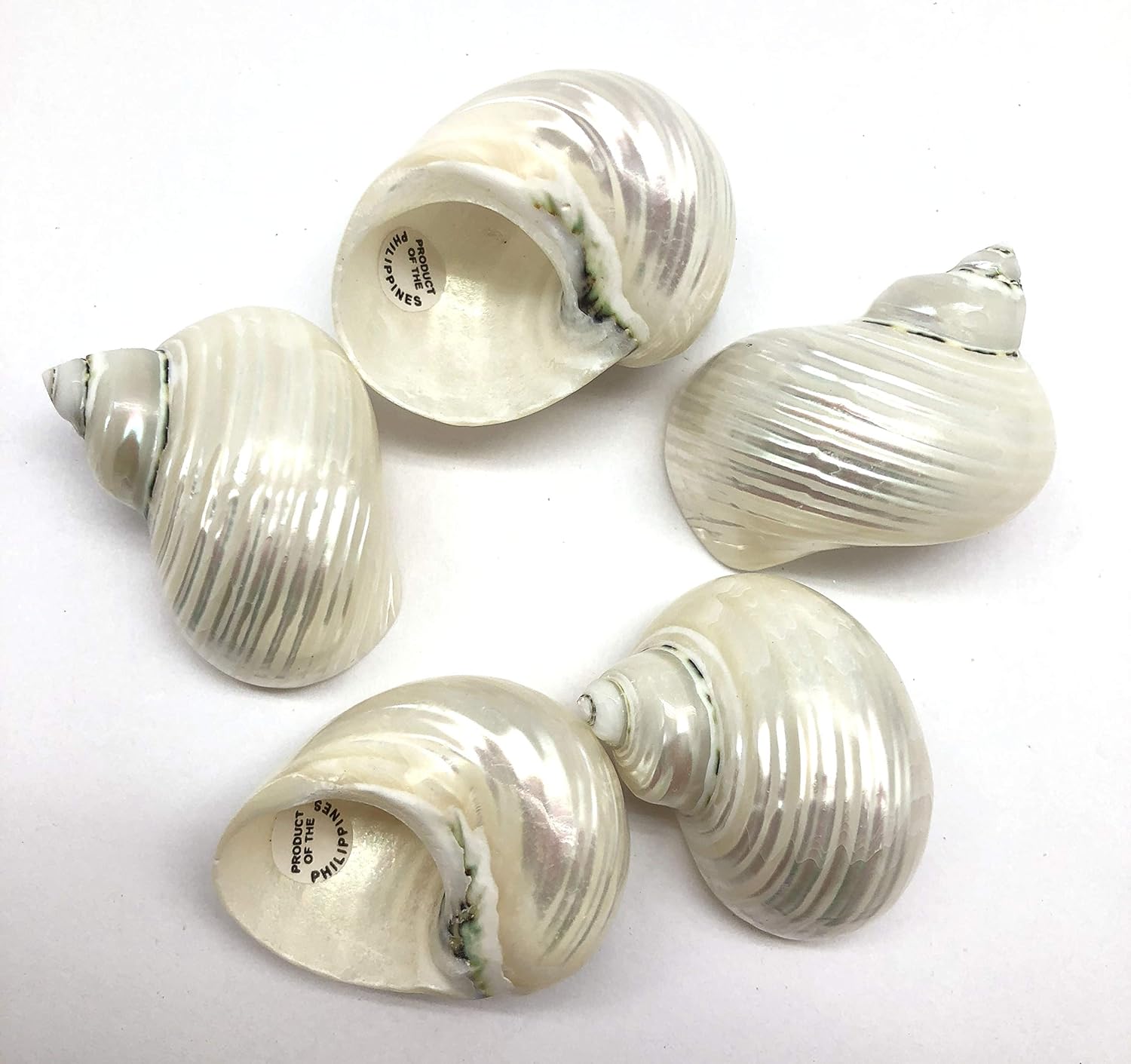 PEPPERLONELY 5PC Pearlized Silver Mouth Turbo, Hermit Crab Sea Shells, 1-1/2 Inch ~ 2 Inch