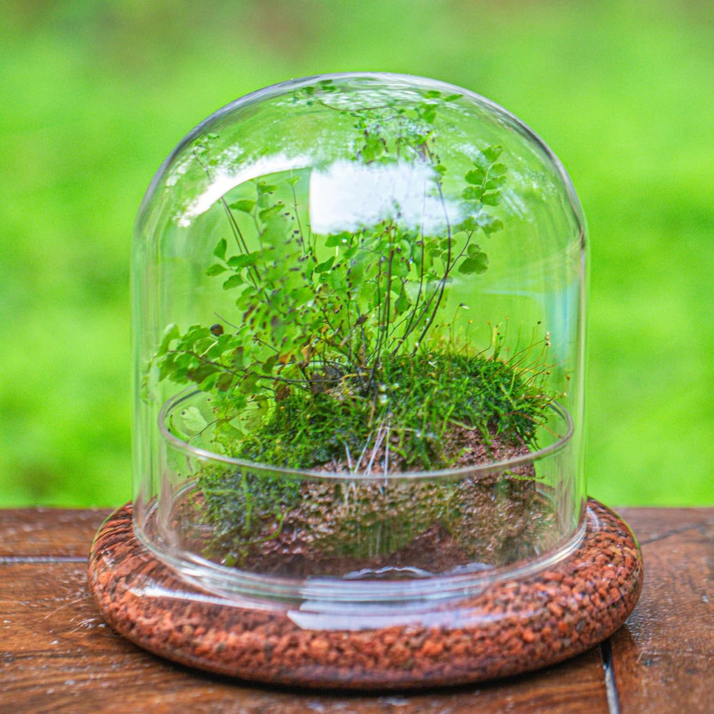 Small Glass Dome with Base - 5.9 x 5.9 x 5.7 Inch - Clear Glass Cloche Bell Jar - Home Tabletop Display Terrarium, Indoor Decorative (No Plants Included)
