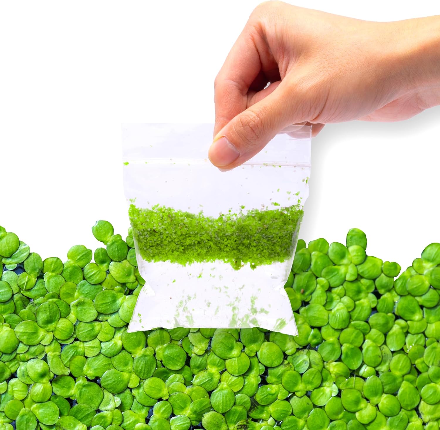 SubstrateSource Live Duckweed (Odorless) - Floating Plant for Freshwater Aquascaping, Turtle Food, Goldfish, Koi, Pond, Terrarium, Betta Fish Tank - Lemna Minor (Aproximately 2000 Plants), 4x4 Bag