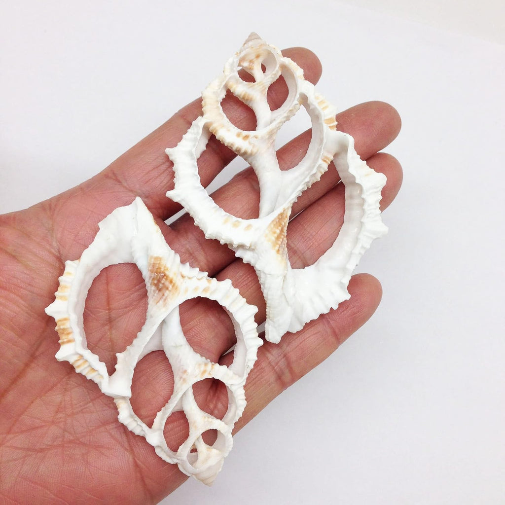 PEPPERLONELY 10 PC Center Cut Common Frog, Maple Leaf Sea Shells, 2 Inch ~ 2-1/2 Inch