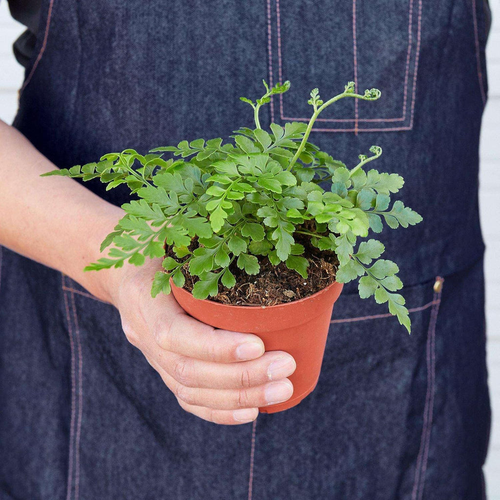 Austral Gem Fern Live Plant for Indoor | Different Houseplants in 4'' & 6'' Pot | Real House Plant for Living Room, Office, Desk & Bathroom | Asplenium dimorphum x difforme