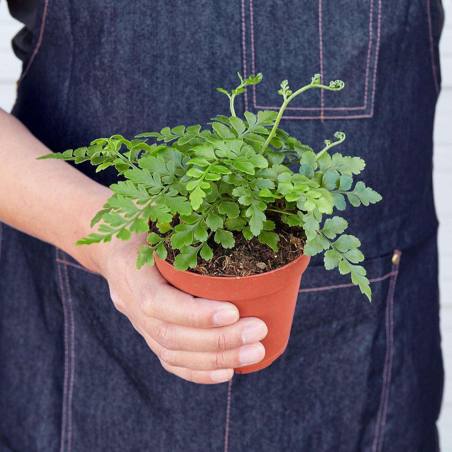Austral Gem Fern Live Plant for Indoor | Different Houseplants in 4'' & 6'' Pot | Real House Plant for Living Room, Office, Desk & Bathroom | Asplenium dimorphum x difforme