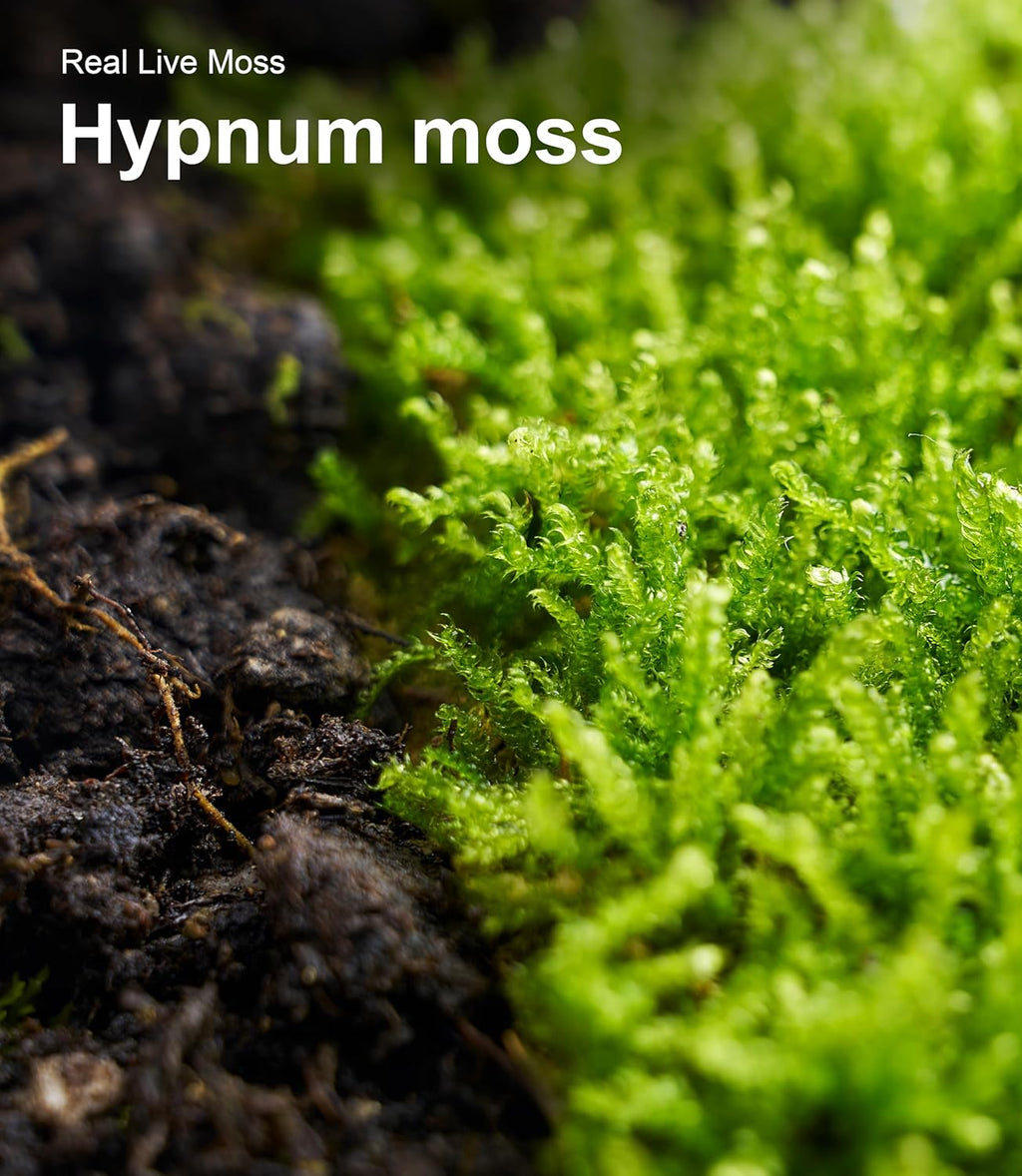 Live Moss – Hypnum Moss (3 Sheets, Each Approx. 3.5"x7") for Terrariums, Fairy Gardens, Bonsai & Natural Plant Decor – Naturally Grown, Reusable, Not Artificial