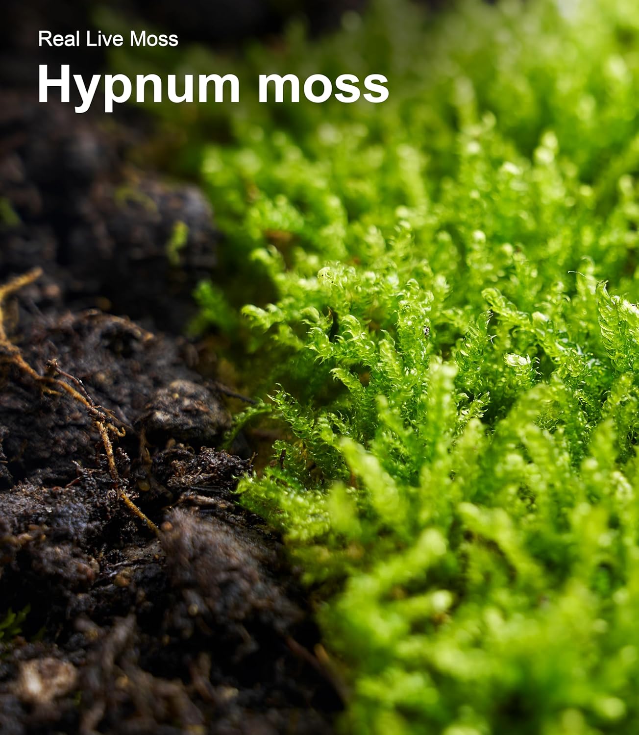 Real Live Hypnum Moss (8"x8") – Natural Sheet Moss for Terrariums, Bonsai, Reptile Habitats & Fairy Gardens – Reusable, Easy to Shape & Revives Quickly with Mist