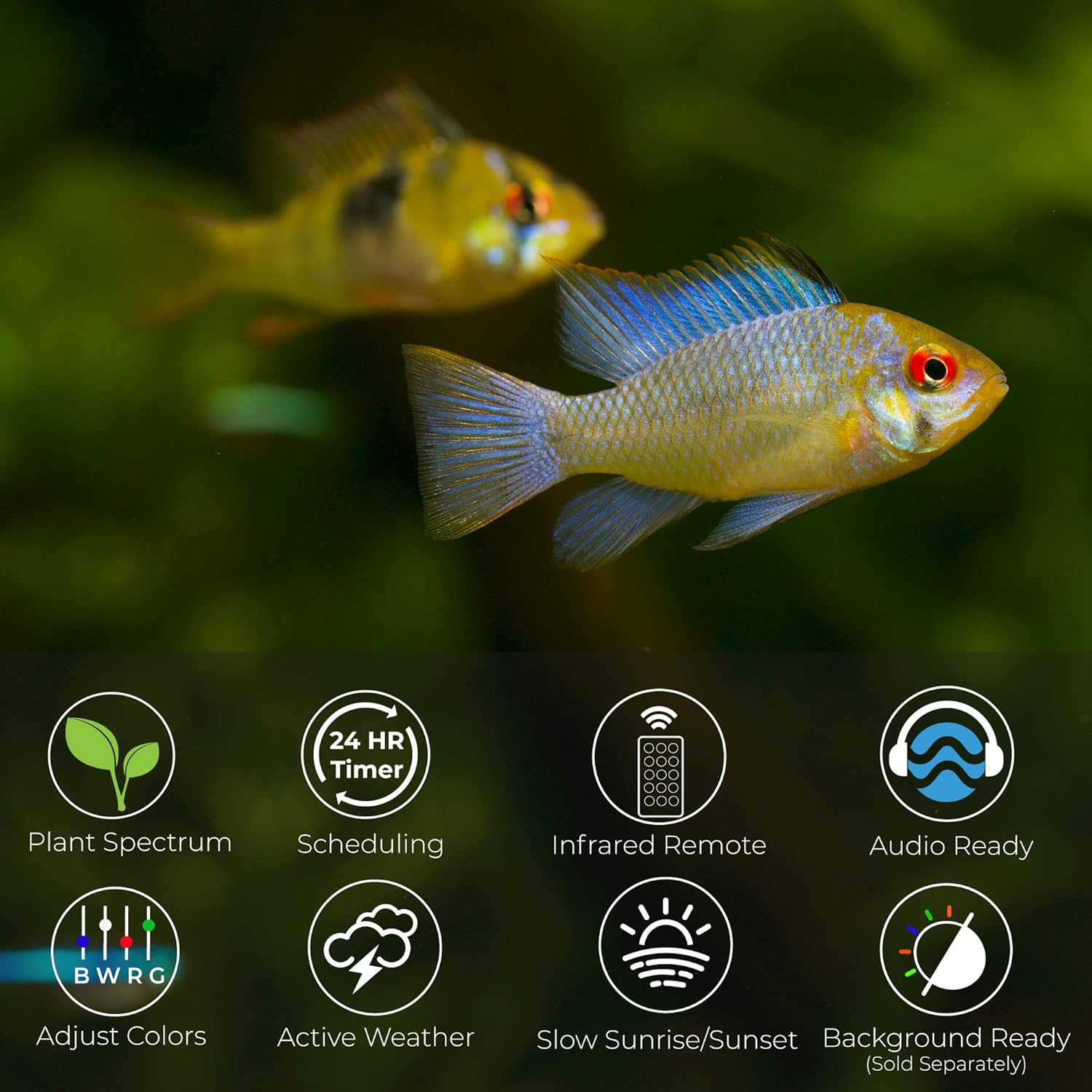 CURRENT USA 18-24" Inch White Full Spectrum Freshwater LED Aquarium Plant Light 10 15 20 25 Gallon | Satellite Plus RGB+ for Aquariums | Wireless 24 Hour Timer Remote Fish Tank Planted Lighting (4320)
