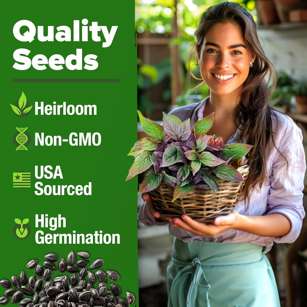 HOME GROWN Thai Basil Seeds Pack - 876 High Germination Heirloom Herb Seeds for Planting,Ideal for Growing Fresh Basil Planting Indoor or Outdoor(Ocimum basilicum VAR.thyrsiflora)
