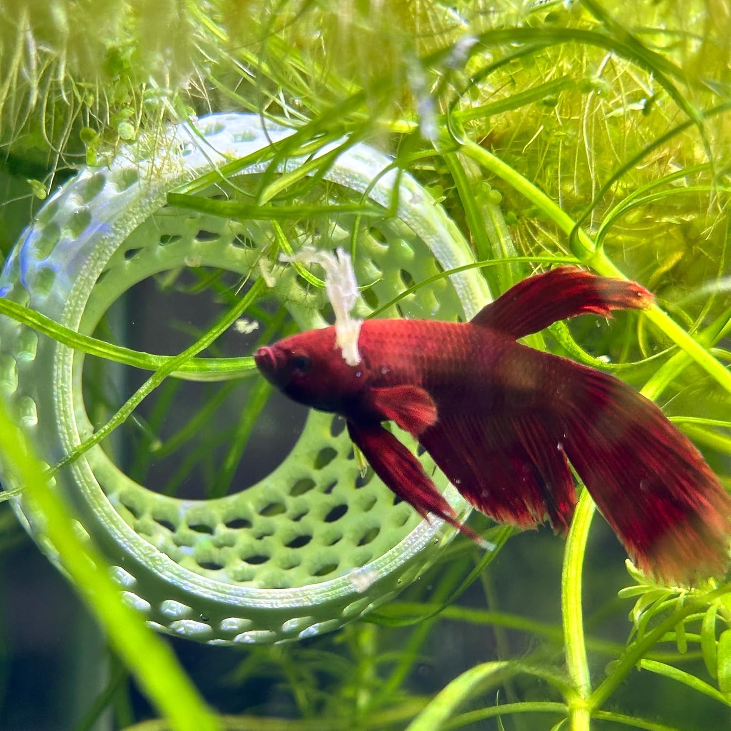 CTWPets Betta Bulb Hide | Betta Rest Fish Tank Ornament | Aquarium Cave with Suction Cup for Small Fish Tank, Betta Habitat, Shrimp Hideout, Aquatic Decor (Lavender Bliss)