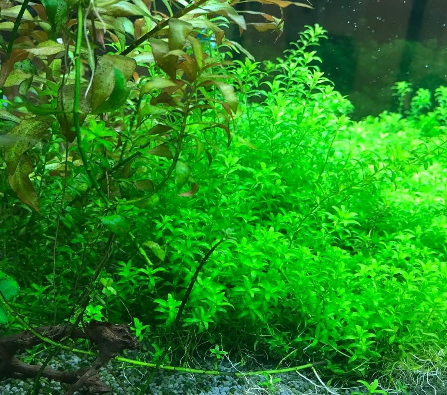 Greenpro Micranthemum Micranthemoides Pearlweed Tissue Culture Live Aquarium Plant