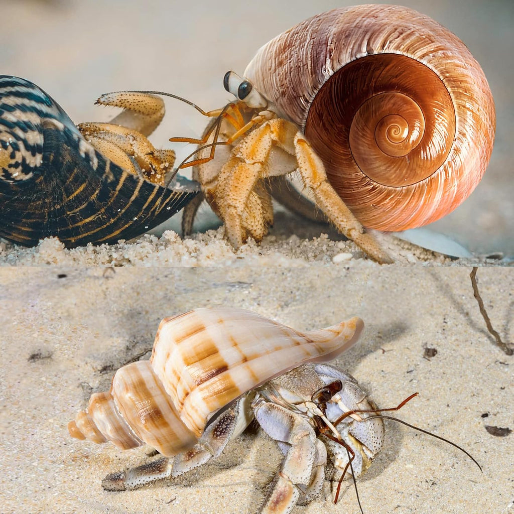6PCS Medium Large Hermit Crab Shells | Natural Sea Conch Size 2.3" - 3.5", Opening Size 1" - 2.1" | Turbo Seashells for Hermit Crab Supplies and Beach Decoration Large Sea Shell