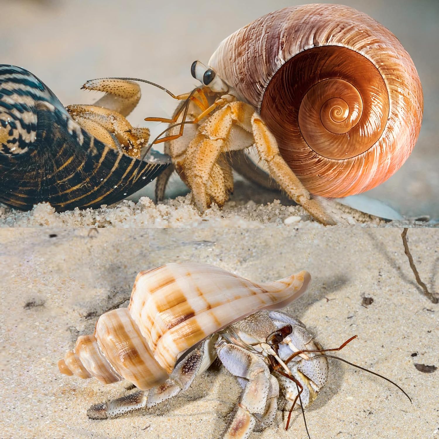 6PCS Medium Large Hermit Crab Shells | Natural Sea Conch Size 2.3" - 3.5", Opening Size 1" - 2.1" | Turbo Seashells for Hermit Crab Supplies and Beach Decoration Large Sea Shell
