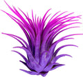 Rainbow Tillandsia Air Plant, Tillandsia Air Plant, Airplant, Air Purification, House Plant, Home Decor & Gift, Live Plant, Healthy Arrival Guarantee (Purple/Pink)