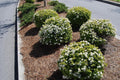 Viburnum Densa | 40 Live Plants | Viburnum Obovatum 'Densa' | Compact Evergreen Shrub | Low-Maintenance Privacy Plants for Landscaping
