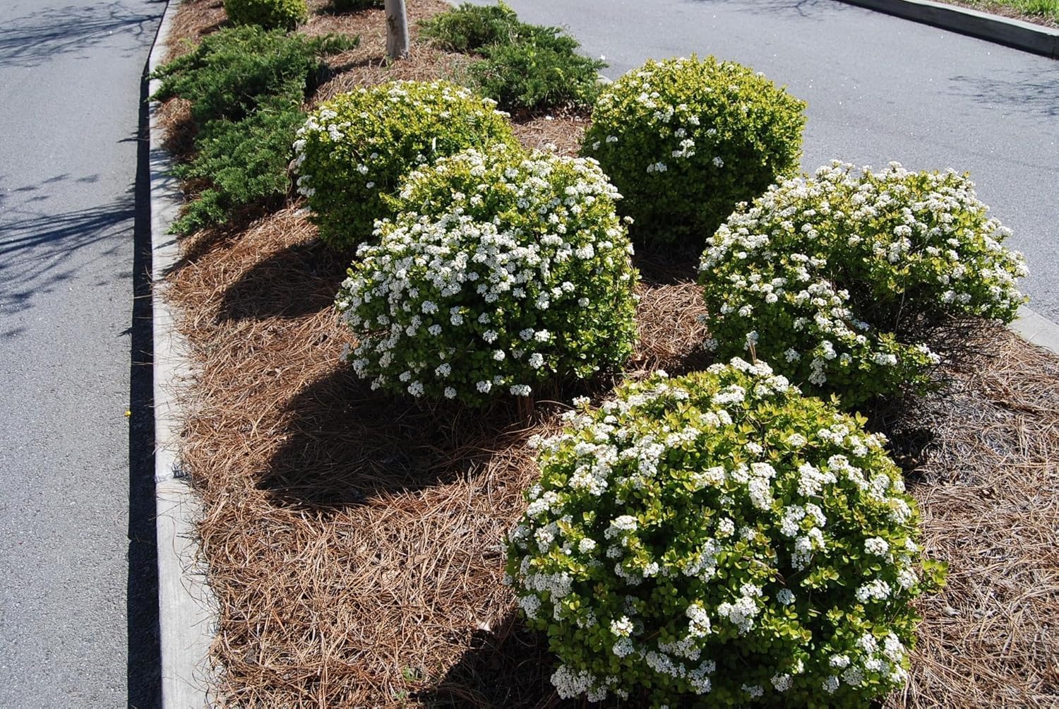 Viburnum Densa | 40 Live Plants | Viburnum Obovatum 'Densa' | Compact Evergreen Shrub | Low-Maintenance Privacy Plants for Landscaping