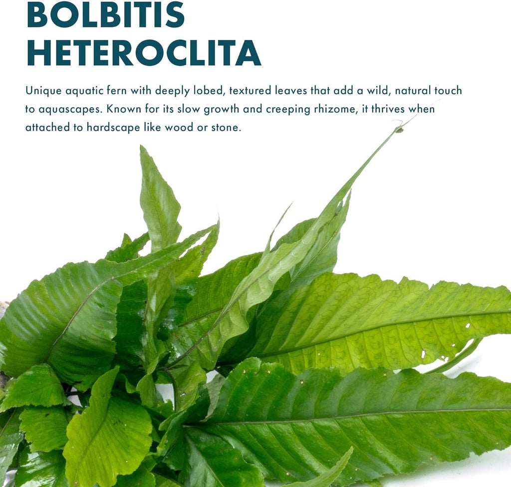 SubstrateSource Live Plants - El Niño Fern (Bolbitis heteroclita) - Midground to Background Epiphytic Rhizome for Low to Medium Light Aquascapes - Dark Green, Slow-Growing Accent - Pot