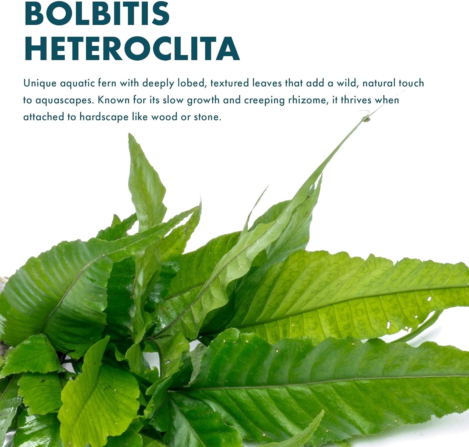 SubstrateSource Live Plants - El Niño Fern (Bolbitis heteroclita) - Midground to Background Epiphytic Rhizome for Low to Medium Light Aquascapes - Dark Green, Slow-Growing Accent - Pot