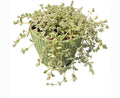 4" Sedum Little Missy Variegated with Green Stripe Pot, Live Trailing Succulent Rare House Plant for Home Office Wedding Hanging Decoration, DIY Projects, Party Favor