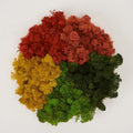 Preserved Reindeer Moss Natural Green DIY Kit Gardenning Art Wall Decor Florist Decor Easter Table Decor Wedding